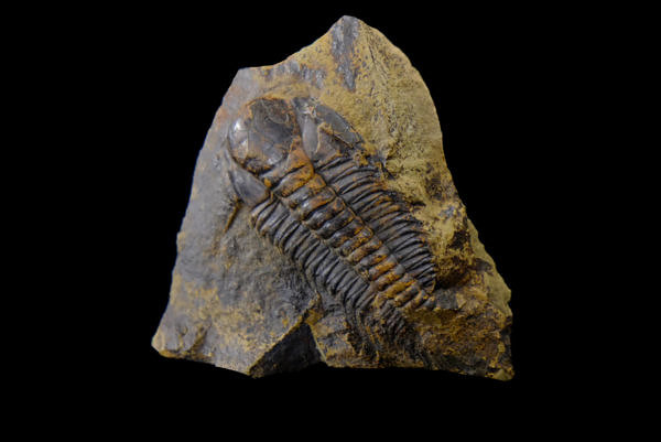 Trilobit (Paradoxides gracilis) - Felbabka (Jince), Barrandien, Česká republika